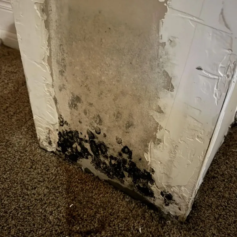 Professional Mold Removal in Roanoke Rapids, NC